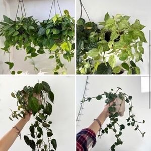 Mystery Plant Cuttings